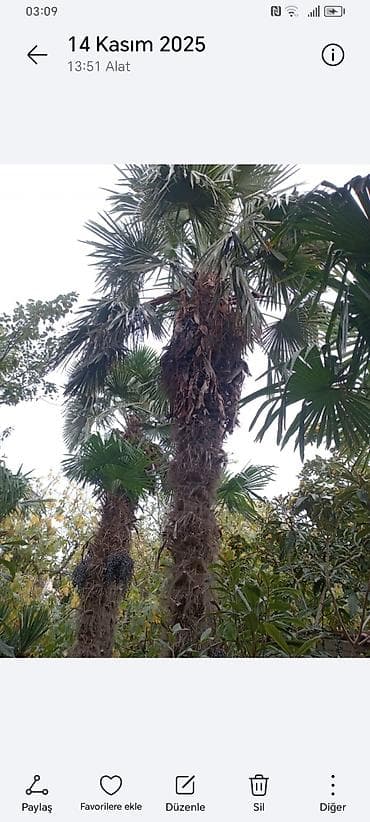 yolka agaci: Təsvir: - Nadir dekorativ xurma ağacları (Trachycarpus tipli, yelpik — 7