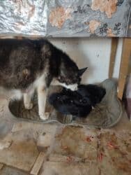 Gəmiricilər: Xaski, Erkek — 6