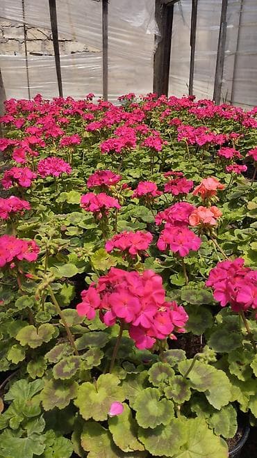 əhəng daşı: Məhsul: İsti mövsüm üçün dekorativ çiçəkli saksı bitkiləri Təsvir: - — 4