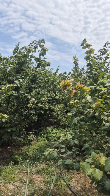 findiq ləpəsi: Xaçmaz rayonu, Qaracəlli kəndində möhtəşəm bağ sahəsi satılır! — 6