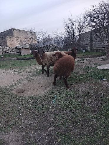 Куры: Quzudular 2 si erkəkdi biri dişi son asaqi yeri cüzi olar — 10