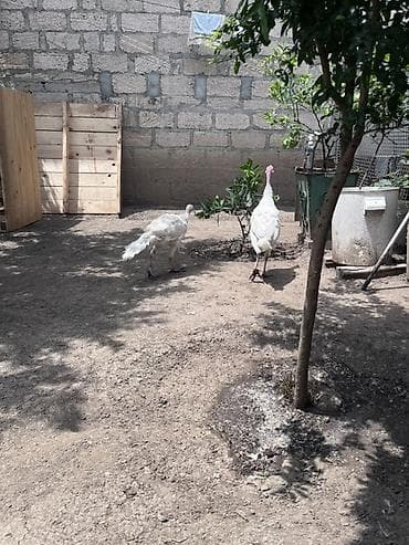 cin bildircin: Dişi, Damazlıq, Rayonlara çatdırılma — 2