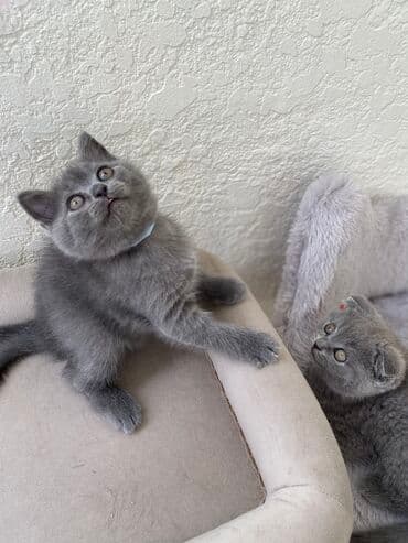 породистые котята даром: Шотландская, Самец, Самка, Самовывоз — 13