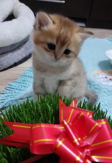 it heyvan: Qızıl şinşilla, Erkək, Yaxşı əllərə, Ünvandan götürmə — 3