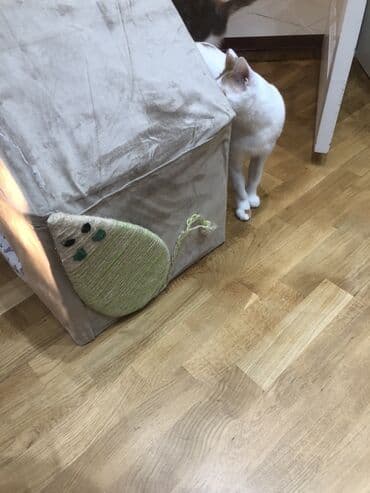 pişiy qumu: Pişik üçün rahat ev-kokon - Forma: kiçik “ev” tipli qapalı yuva — 2