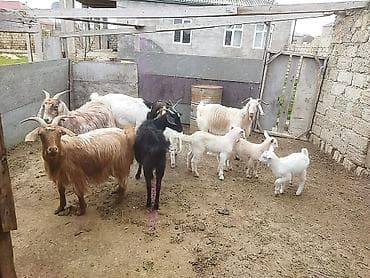 pidbul balası: Satışda xırdabuynuzlu heyvanlar – keçilər sürüsü. Xüsusiyyətlər: - — 1