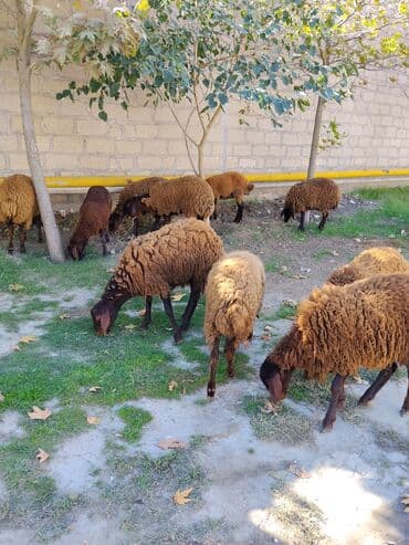 qala sortu: Quzu, Dişi, Qala, ay: 1, 30 kq, Damazlıq, Ünvandan götürmə — 3