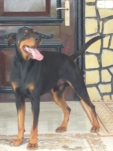 itlər doberman: Doberman, Erkek — 3
