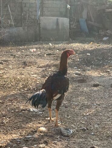 Gəmiricilər: 7 ci ayina 23 cu girib yaxwi qandi qiymet sondu qiymete gore — 5