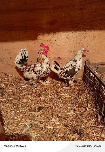 balaca ev itleri: Dovşanlar Erkey dişi cütü 15 azen yaponkalar cüt 30 azen fərq yumrtyur — 4