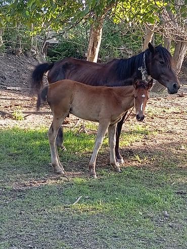 ат: Самка, лет: <1 — 3