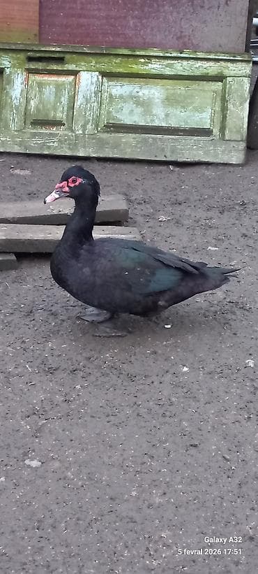 Krasnadar Zumrud 6 aylıq erkəy.Unvan Lənkəran.Bakıya 20yanvara və