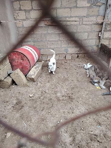 Zvonok, 1 il, Dişi, Peyvəndli, Ünvandan götürmə lalafo.az -da Zvonok, 1 il, Dişi, Peyvəndli, Ünvandan götürmə