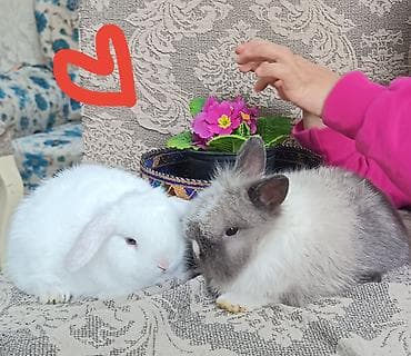 scottish fold satilir: Cinsler — 2