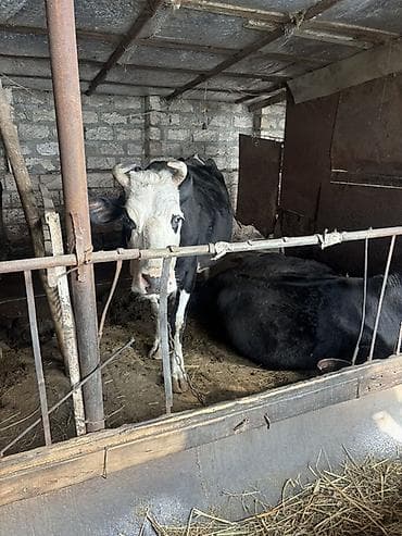 inek cinsleri: Dişi, Simental, il: 3, Südlük — 6