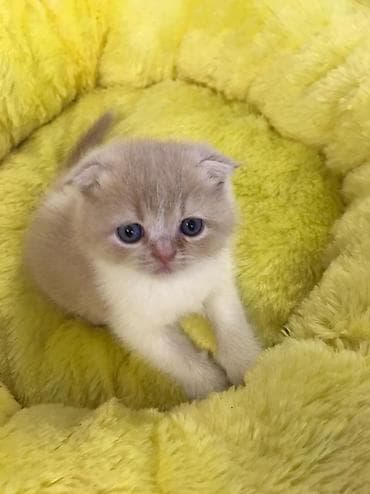 sibir pisiyi: Şotland yastı qulaq — 6