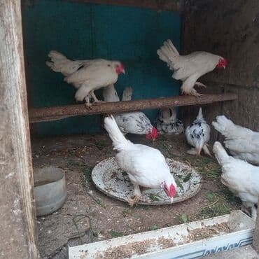 sort toyuq: 10 ədəd təmiz qan balaca sort yaponkalar satılır 7 ayliqdi lar — 4