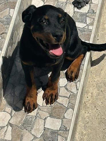 afcarka satilir: Rotveyler, 3 ay, Dişi, Peyvəndli, Ödənişli çatdırılma, Ünvandan götürmə — 1