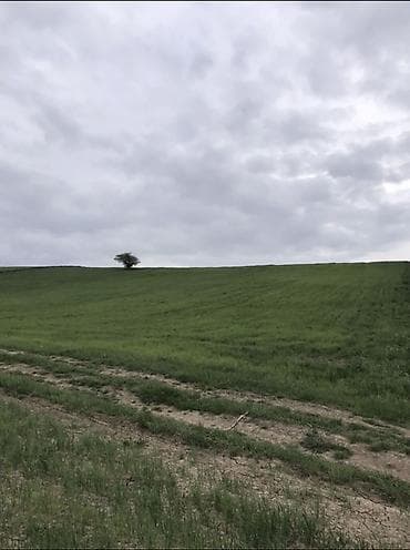 130 sot, Kənd təsərrüfatı, Mülkiyyətçi, Kupça (Çıxarış)