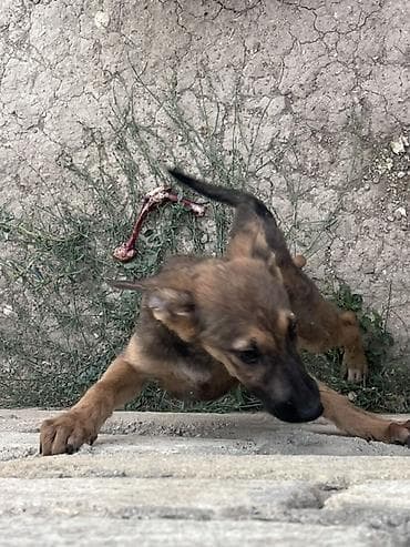 afcarka nemeski: Belçika çoban iti, 2 ay, Erkek, Peyvəndli — 8