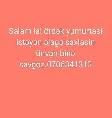 yumurta cadusu: Məhsul: Lal ördək yumurtası Təsvir: - Lal (muskovy) ördəklərdən — 1
