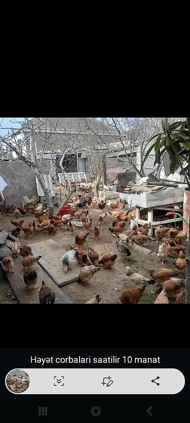 Цыплята: Həyət toyuqları – saatlıq icarə xidməti Xidmətin məzmunu: - Həyət və — 1