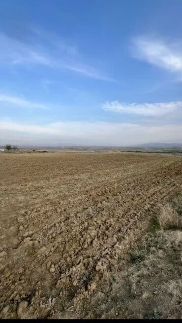 sekide satilan torpaqlar 2021: 305 sot, Kənd təsərrüfatı, Kupça (Çıxarış) — 2