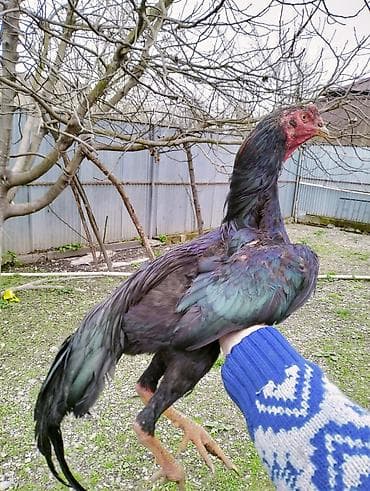 Toyuqlar: Qara rəngli uzunboy döyüş tipli cücələr (tək xoruz) – yerli seleksiya — 3