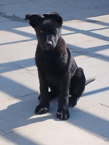 azeri it adlari: Peyvəndli — 2