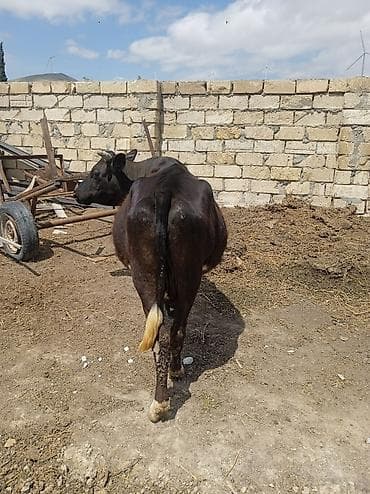 kreditle inekler: Salam yaxşı kök Qısır ətliy inəy satılır təmiz əti 130 kilo var — 1
