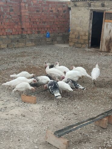hinduşka əti qiyməti: Quşlar Gilezidedi hamsi bir yerde 35 den satilir kimese 2.3 dene — 2