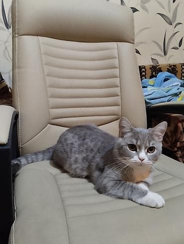 Аквариумы: Британская — 6