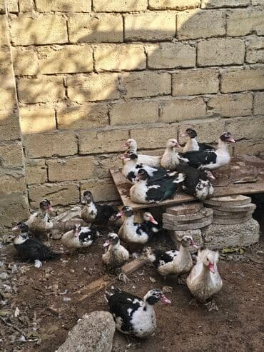 ağ ordək: Lal ordek 19 edetdi — 2