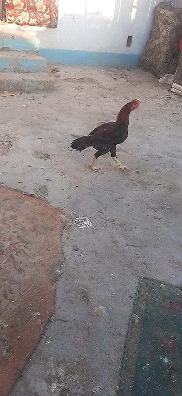 xoruz davasi: Satılır: Uzunboyun, iri gövdəli döyüş tipli xoruz real alıcıya endiirm — 2
