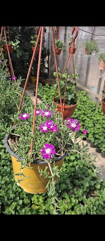 Asma saksıda “Buzgülü” (Delosperma/Trailing Ice Plant) –