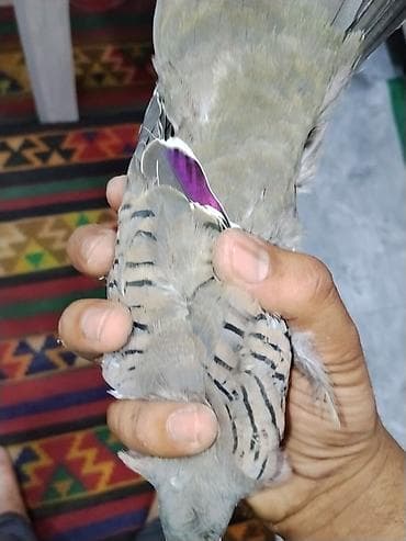 papuqay type 1: Satılır: kekili Avustralya göyərçin (qumrusu) crested pigeon — 7