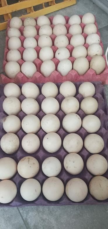 Lal ördəyk təzə yumurtalar satılır 0.50 qəpik.Ünvan Kürdəxanı