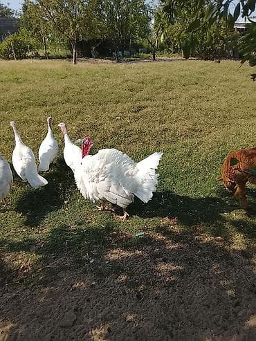 Hinduşka: 2 damazlıq erkek(bir ədədi 80 manat) 1 dişi, 5 at lalafo.az Hinduşka: 2 damazlıq erkek(bir ədədi 80 manat) 1 dişi, 5
