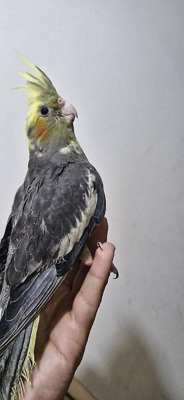 Akvarium aksessuar və ləvazimatları: Əl quşudur,dişləmir Dişidir Real alıcıya endirim olunacaq 3 aylıqdır — 6