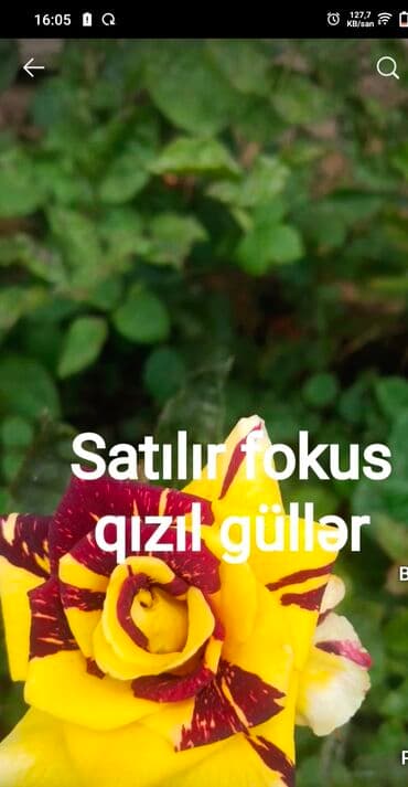 etirsah bitkisi: Fokus qızıl güllər – dekorativ bağ gülləri - Növ: Fokus (rəng — 2