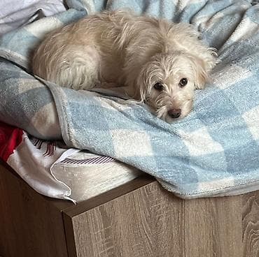 Pekines, 7 ay, Dişi, Peyvəndli, Ödənişli çatdırılma