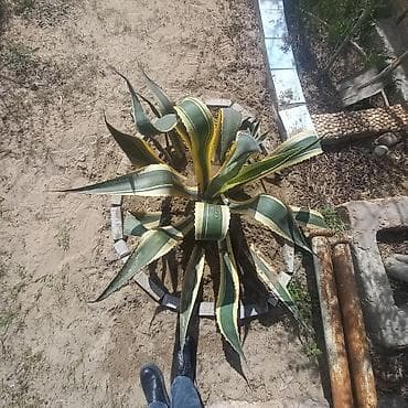 çöl bitkiləri: Aqava americana “Variegata” – dekorativ sukulent - Növ: Agave — 2