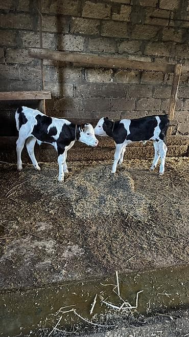 mal satisi: Simmental buzovlar satılır.İkisi də dişidir. Ekiz buzovlardır.Anaları — 3