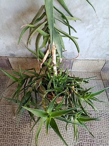 şpon nedir: Aloe vera (sukkulent) – iri və məhsuldar ana koldan çoxlu pöhrə verən — 4