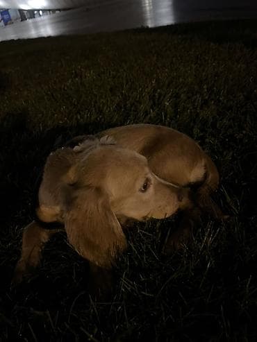 pitbull itləri: 4 ay, Dişi, Peyvəndli, Ünvandan götürmə — 1