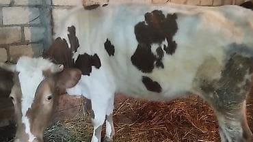 avcarka balaları: Dişi, Simental, il: 4, Südlük, Ünvandan götürmə — 3