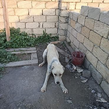 it satisi afcarka: Alabay, 2 il, Erkek, Ünvandan götürmə — 7