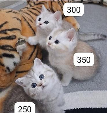 Şinşilla, Dişi, Yaxşı əllərə, Ünvandan götürmə, Ödənişli çatdırılma