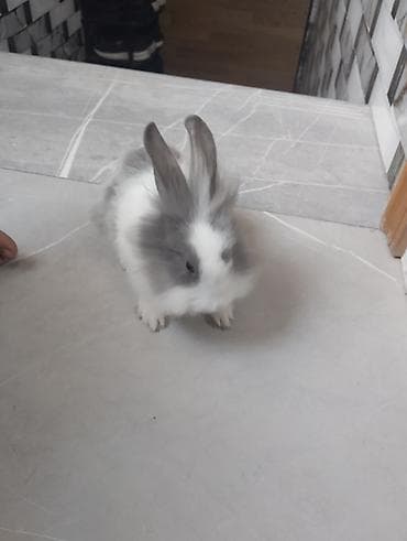 yonça: Cins: Lionhead (uzun tüklü dekorativ dovşan) Rəng: Ağ–boz qarışıq, üz — 2