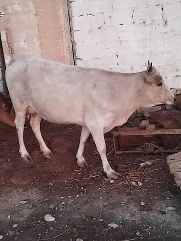 Süd və damazlıq üçün inək və buzovlar - Növ: yerli mal-qara (inək və lalafo.az -da Süd və damazlıq üçün inək və buzovlar - Növ: yerli mal-qara (inək və